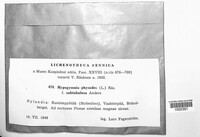 Hypogymnia physodes image